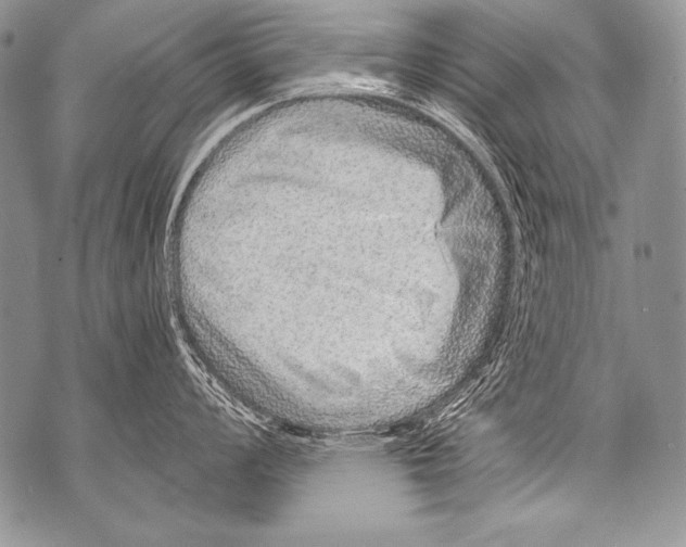 X0000071851008200607290128