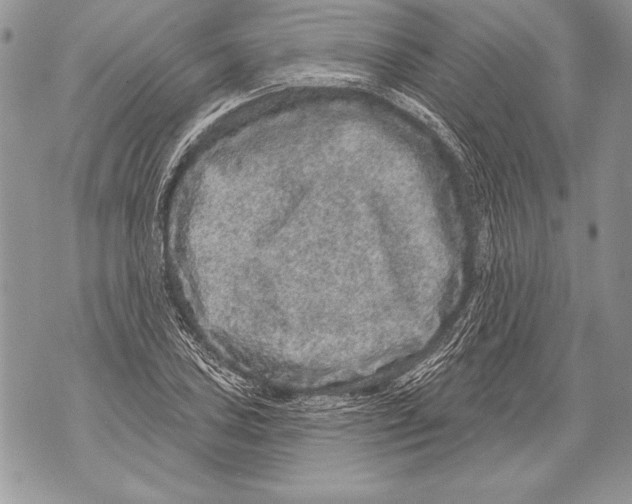 X0000071851027200607290127