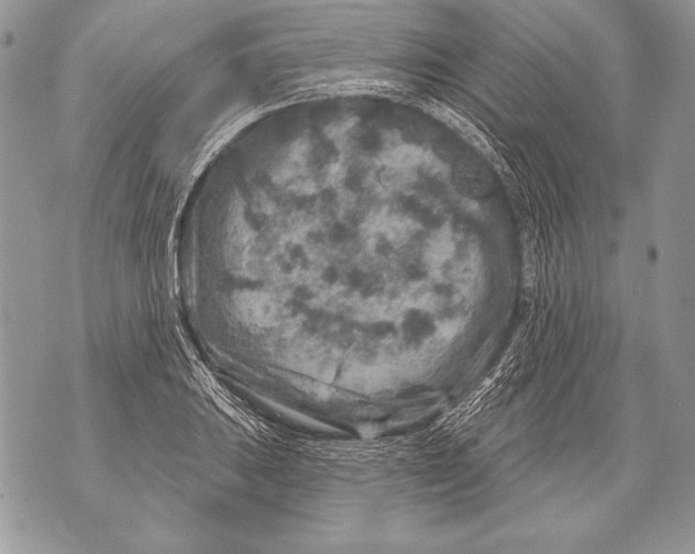 X0000071851031200607290127