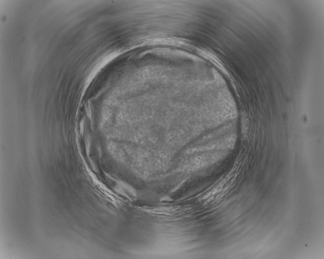 X0000071851048200607290127