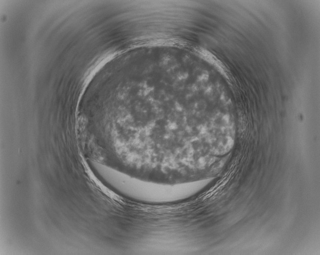 X0000071851095200607290126