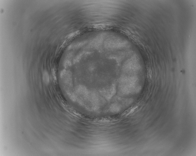 X0000071851106200607290125