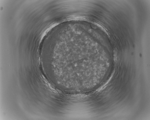 X0000071851117200607290125