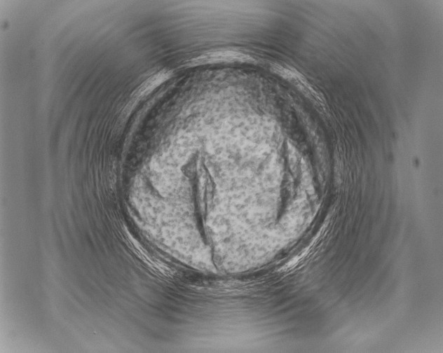 X0000071851233200607290124