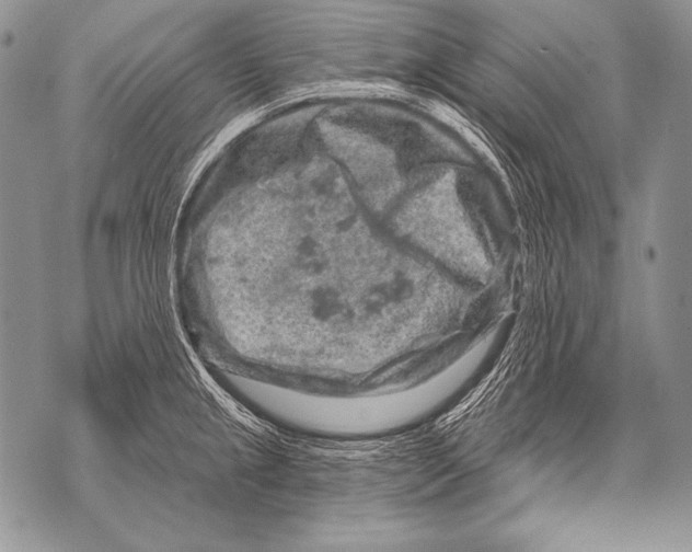 X0000071851237200607290124