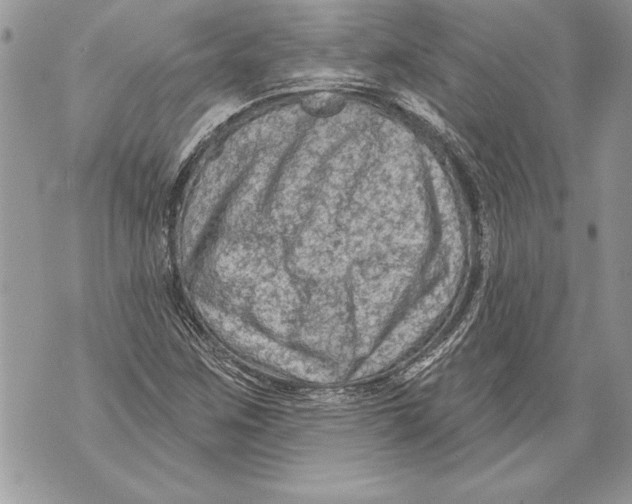 X0000071851259200607290124