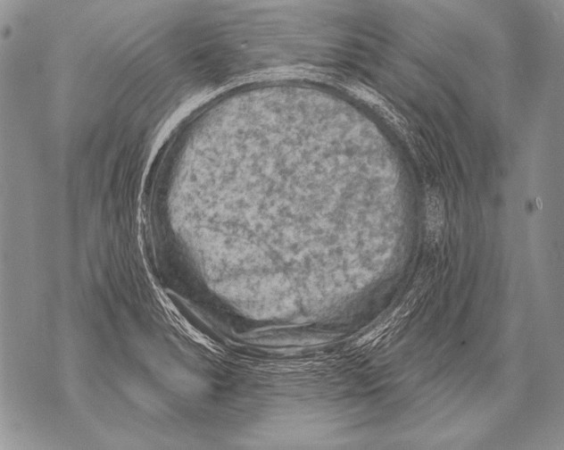 X0000071851278200607290123