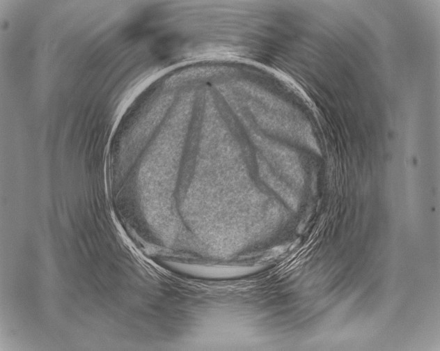 X0000071851295200607290123