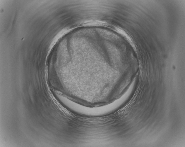 X0000071851376200607290122