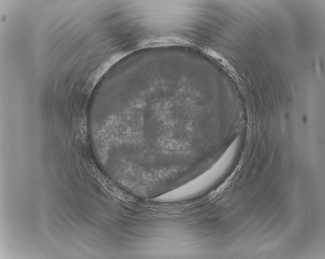 X0000071851457200607290120