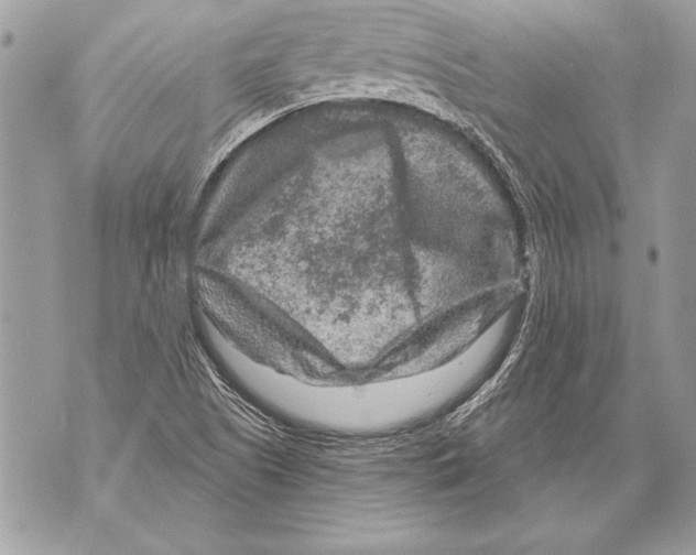 X0000071851505200607290119