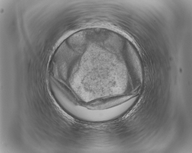 X0000071851525200607290120