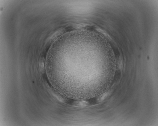 X0000071860427200606301407