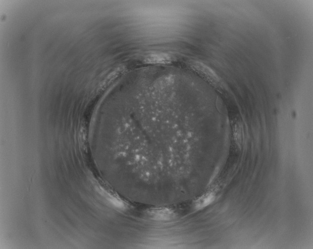 X0000071860322200607141821