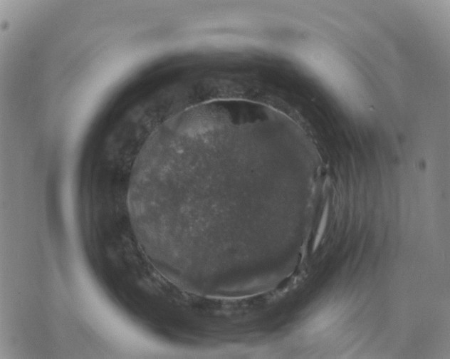 X0000071860383200607141821