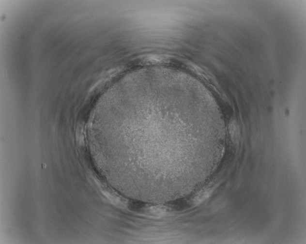 X0000071860423200607141820