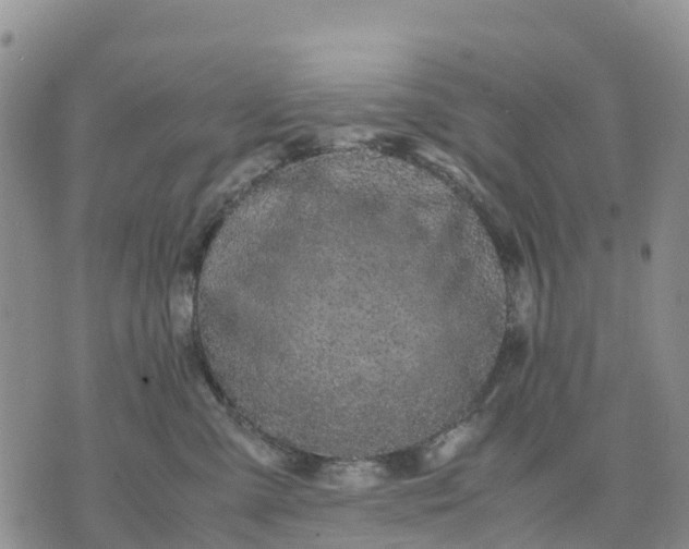 X0000071860427200607141820