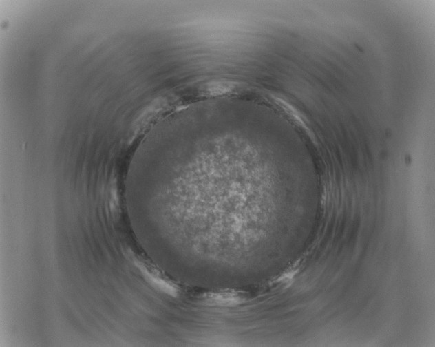 X0000071860524200607141818