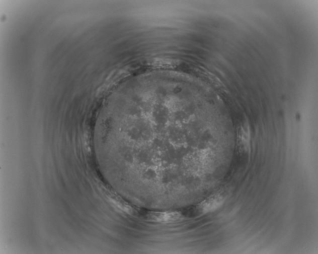 X0000071860663200607141816