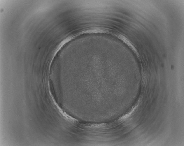 X0000071860845200607141813