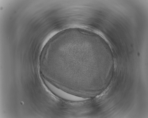 X0000071861048200607141810