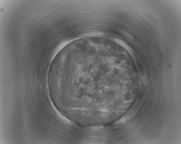 X0000071861055200607141810