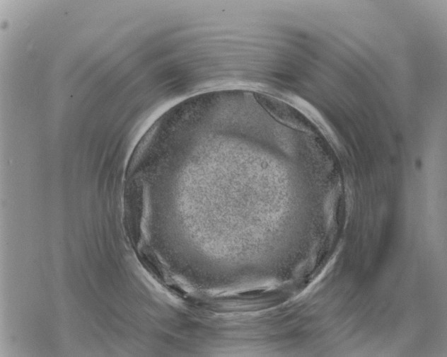 X0000071861244200607141807