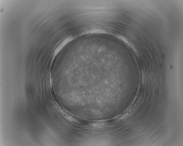 X0000071861274200607141806