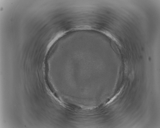 X0000071861325200607141805