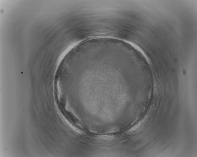 X0000071861333200607141805