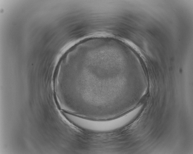 X0000071861335200607141805