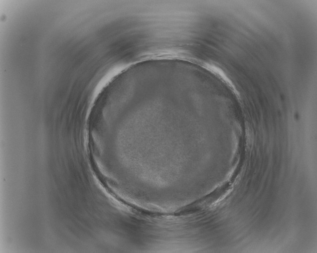 X0000071861424200607141804