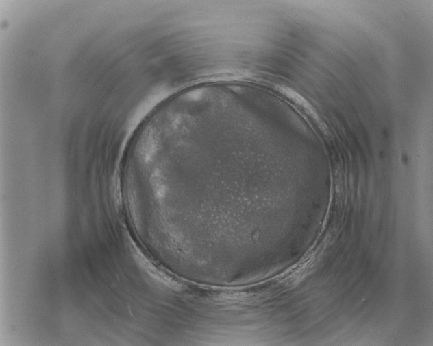 X0000071861466200607141803