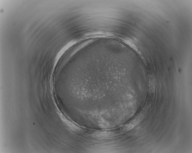 X0000071861474200607141803