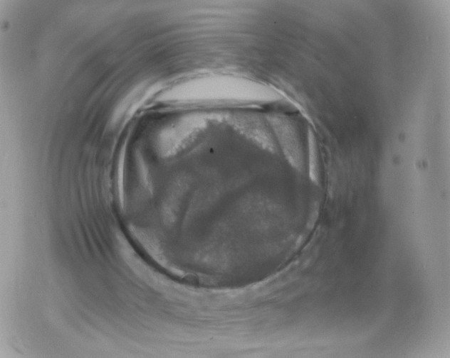 X0000071860002200607211929