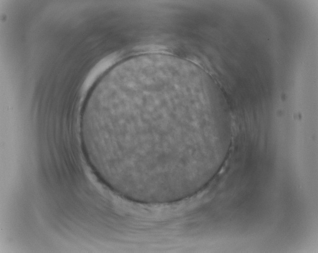 X0000071860006200607211929