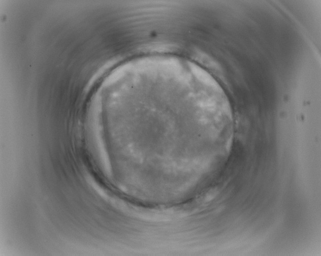 X0000071860012200607211929