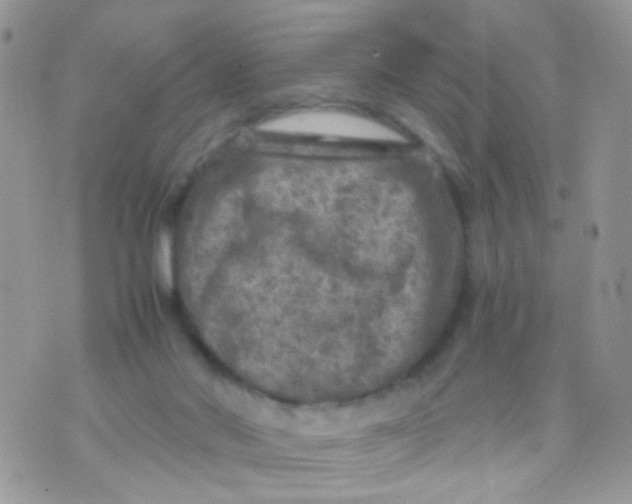 X0000071860022200607211928