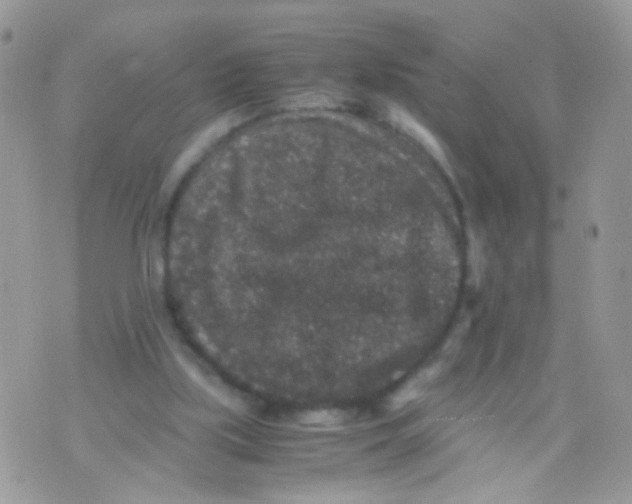 X0000071860059200607211927