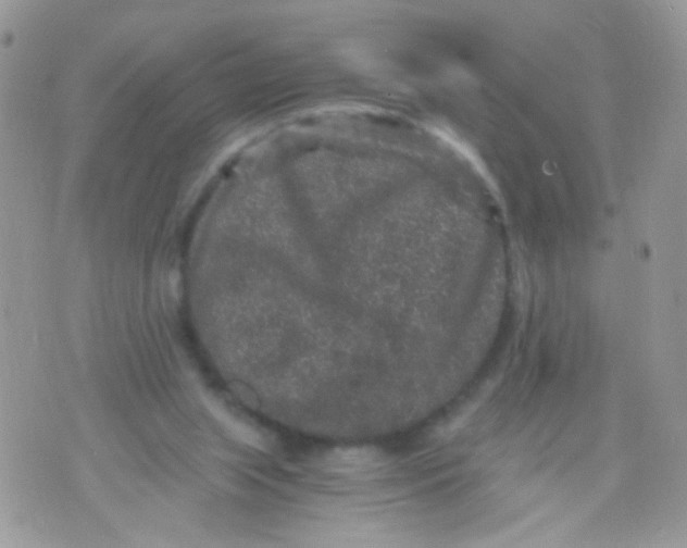 X0000071860063200607211927