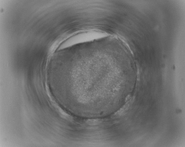 X0000071860145200607211926