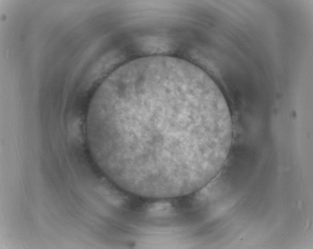 X0000071860162200607211926