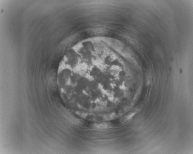 X0000071860181200607211926