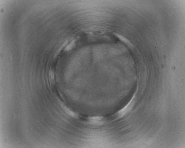 X0000071860192200607211926