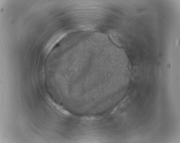 X0000071860194200607211926