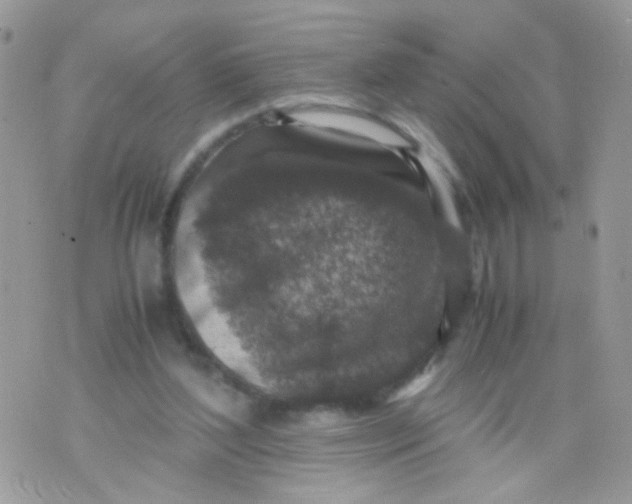 X0000071860204200607211925