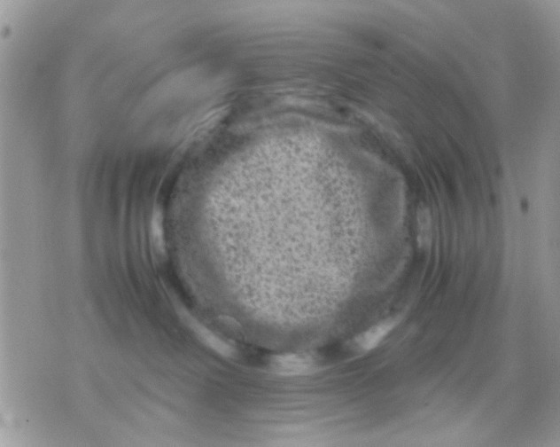 X0000071860238200607211925