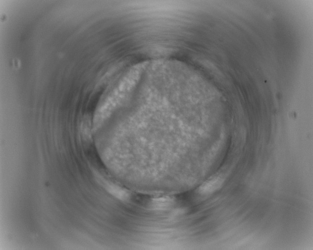 X0000071860240200607211925