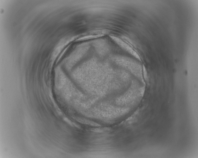 X0000071860241200607211924