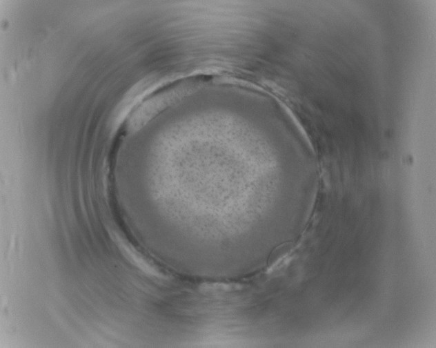 X0000071860242200607211924